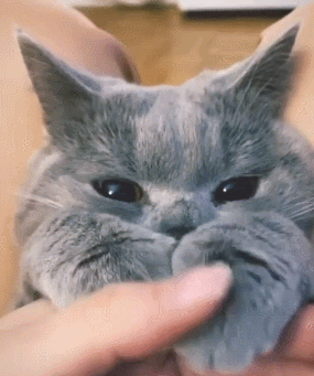 我舔了一口猫爪,猫会觉得我是变态吗?_腾讯新闻