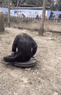 搞笑gif段子:扔保龄球砸坏天花板了.