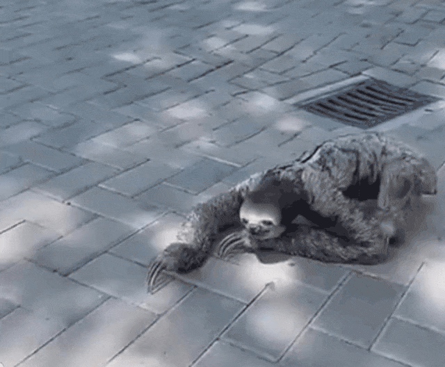 这就是树懒真实的样子吗太可怕了