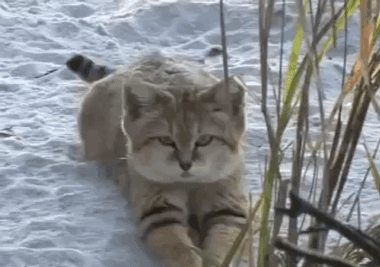 可爱的沙丘猫摇尾巴善于挖掘洞穴哺育后代,野狗和猛禽是它们的天敌