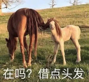 表情包小女孩丨狗头大全抖音最火表情包