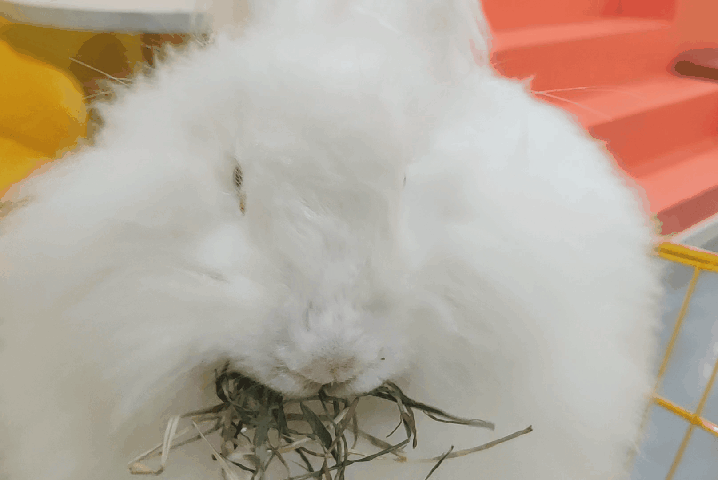 比猫狗好撸,比香猪安静,风行上海的撸兔馆你去过吗?