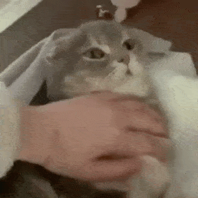 超可爱的铲屎官动图表情包|你不要过来啊