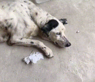 老年斑点狗被遗弃,饿到瘫软在地,被收养后主人感觉捡到宝!