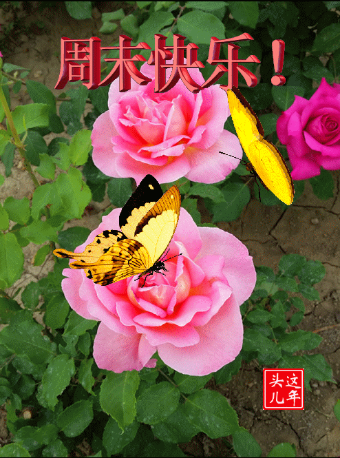 11月28日星期天清晨早上好问候祝福动态表情图片 11月早安问候祝福