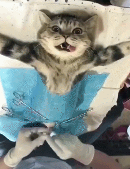 猫咪总是乱尿尿?这到底怪谁?