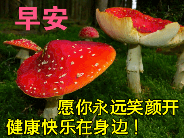 2021最新带鲜花的早上好问候动态图片最美早上好祝福图片带字浪漫