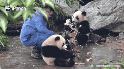 大熊猫为什么长得圆滚滚?