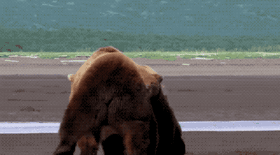 不仅仅是上海，今年国内发生多起熊吃人事件