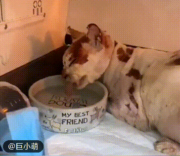 医护人员想要给它戴上伊丽莎白圈(防止动物自己舔伤口而令伤口恶化的