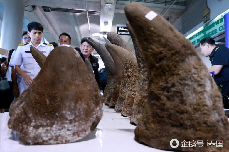 泰国机场截获走私珍稀犀牛角价值3百万（组图） - 7