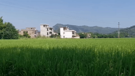 清新农民伯伯这个帮手厉害了!