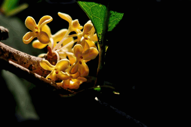 杨浦公园桂花开,清香四溢惹人醉!