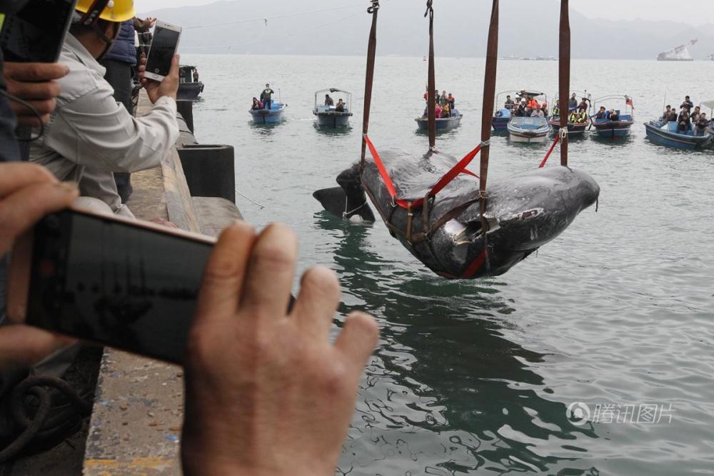 抹香鲸尸体被吊上岸 口中掏出很多垃圾