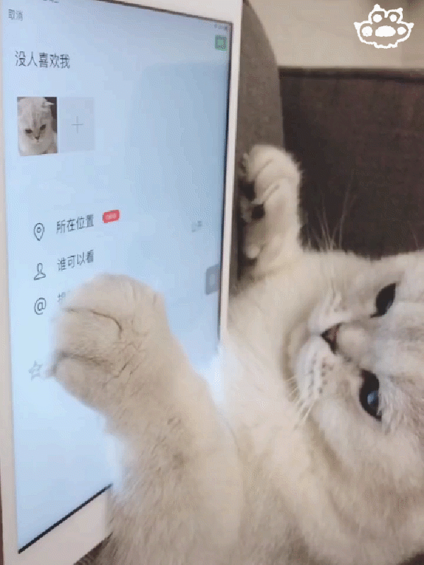 表情包:猫咪表情太萌了