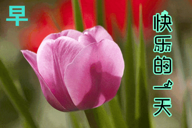 10月21日最漂亮早上好动态表情图片,早安问候祝福语带