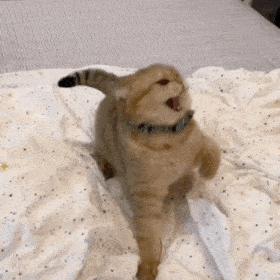 猫咪表情包可爱喵喵动态表情包