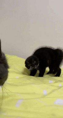猫咪的哪些可爱瞬间让你受不了
