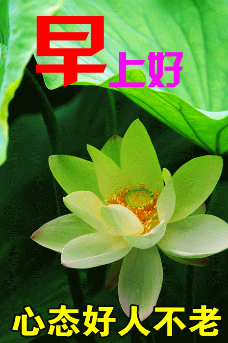 11月26日早安祝福语动态图片带字阳光治愈系暖心的祝福语