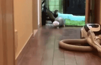 不睡上十几个小时估计都算失眠,以至于不少人好奇,这种生物会不会走路