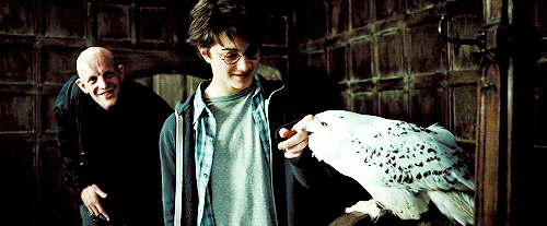 除此以外,像海德薇这样有灵性的猫头鹰,对主人非常忠诚,当哈利遇到