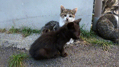 猫妈妈大胆带着3个孩子见恩人本想送走小狸猫却成全了小黑猫