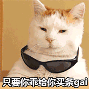 表情包:猫咪表情太萌了