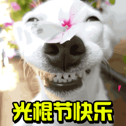 光棍节祝福语动态表情图片1111光棍节表情包