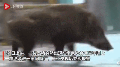 考虑到这种情况,作为一名在南京本地工作的local,是否会抓猪,很可能