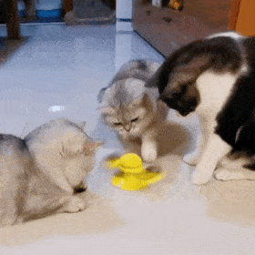 超可爱的猫猫狗狗表情包