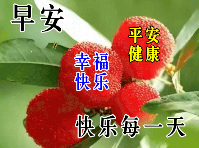 九月廿九早晨问候语图片带鲜花,周六早上好祝福图片表情大全