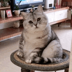 超可爱的猫猫狗狗表情包