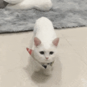 超可爱的猫猫狗狗表情包