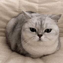 超可爱的猫猫狗狗表情包