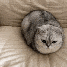 超可爱的猫猫狗狗表情包