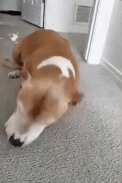 狗狗认错积极,但就是不改?一招教你看透它的小心机!