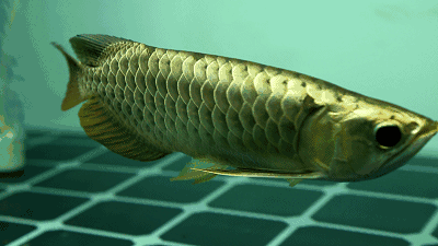 那些好看的观赏鱼