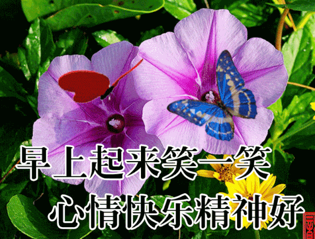 8张创意好看的早上好鲜花祝福语图片,星期四早安祝福语阳光句子
