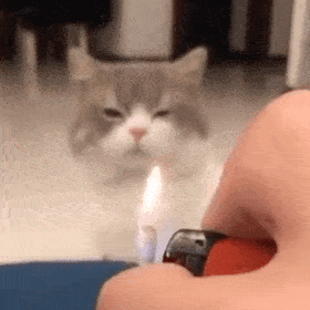 可爱表情包超萌的小猫咪表情包