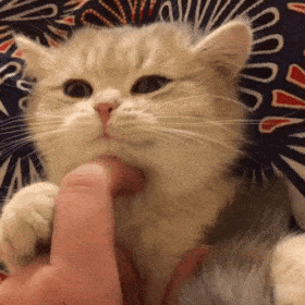 可爱表情包|超萌的小猫咪表情包