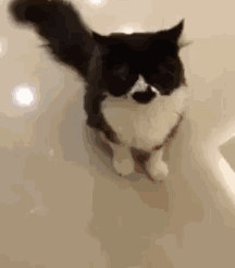 千万不能对猫咪竖中指,否则会死很惨?