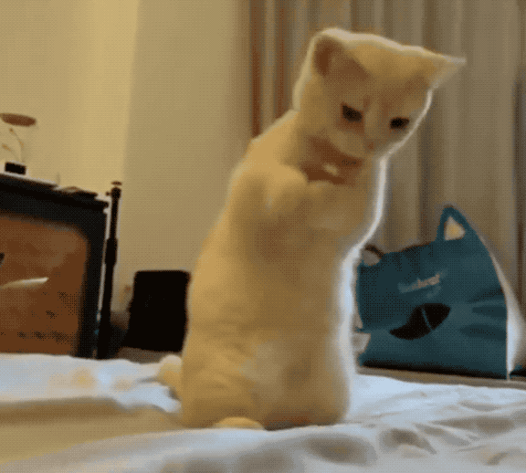 576_518gif 动态图 动图