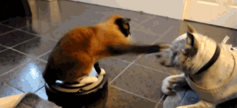 喵!一猫一狗,心都要化了!_腾讯新闻