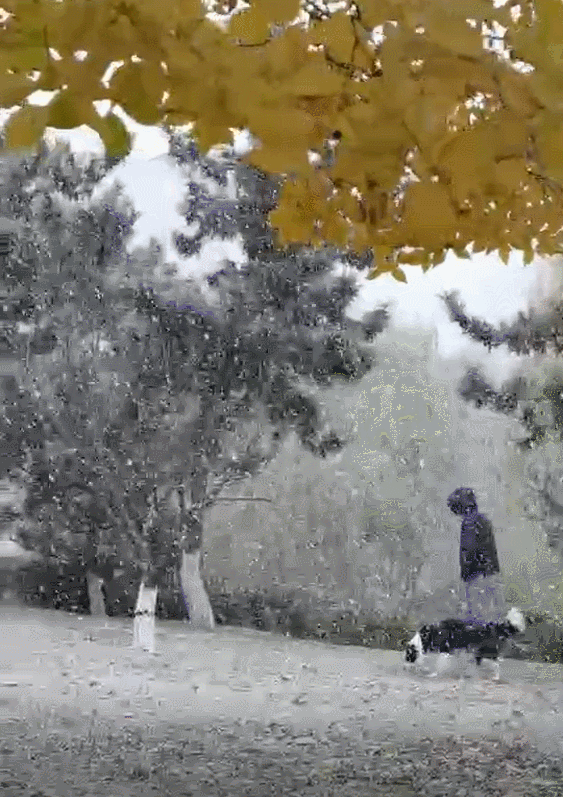 烟台下雪了,2020年冬天里的第一场真正意义上的雪.