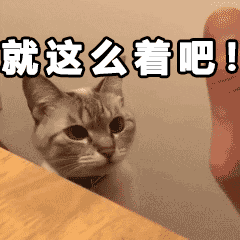 来一波表情包东北的喵星人教你东北话