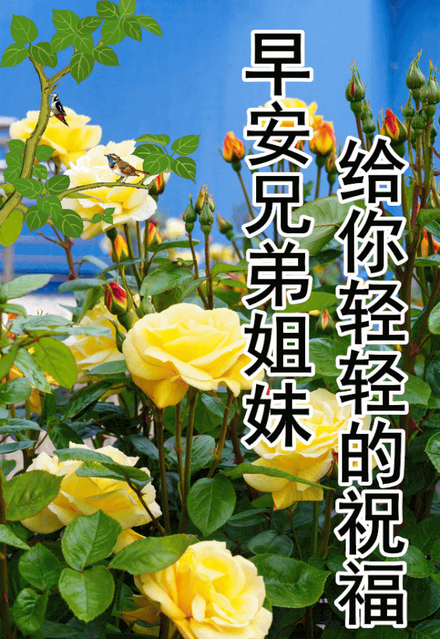 12月1日最漂亮早上好动态表情图片大全,早晨好动图美图大全