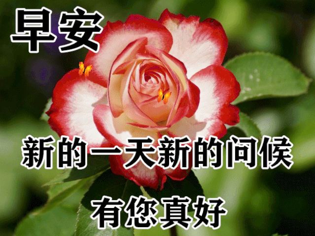 朋友,短信祝早上好,愿你微笑今天,快乐永远!