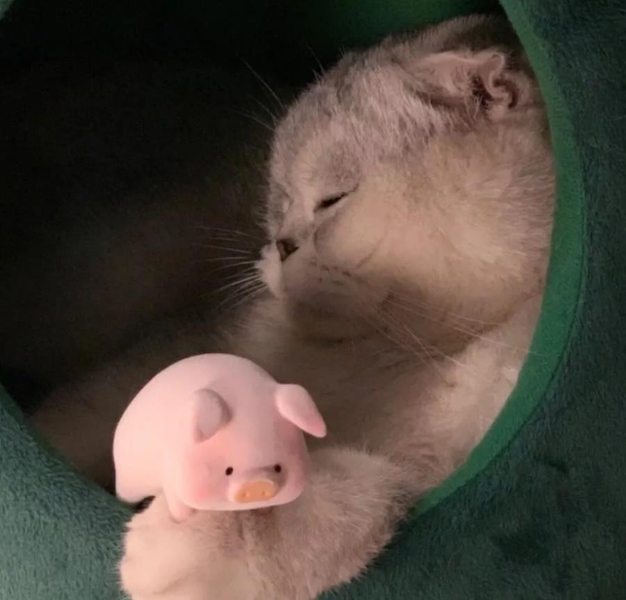 超可爱猫狗情侣头像