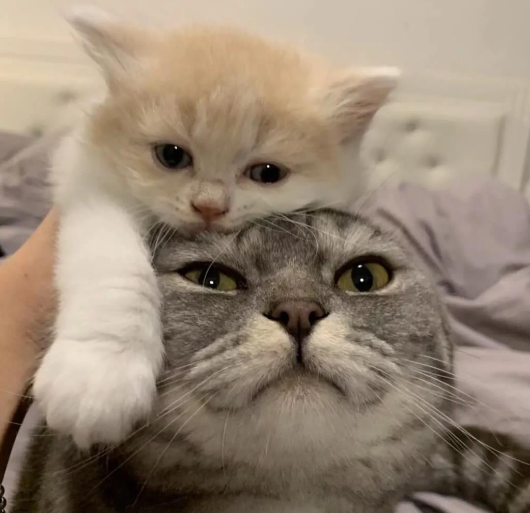 超可爱猫狗情侣头像