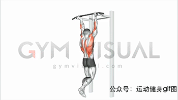 23张肌肉动图谱告诉你,背部肌肉怎么练